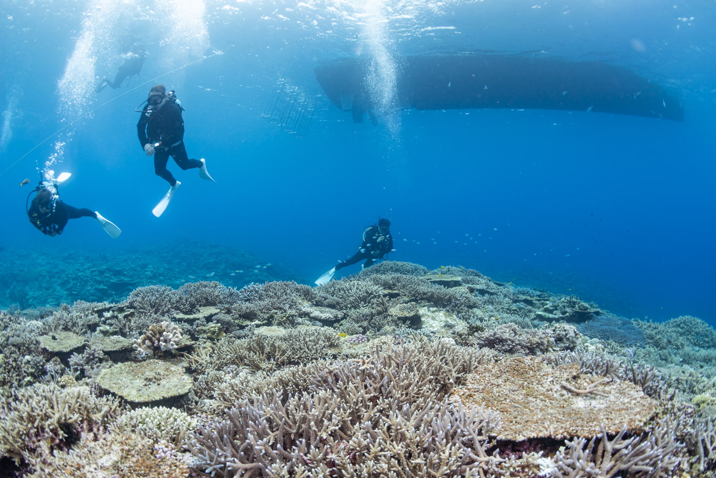 Underwater Scenery in the Kerama Islands