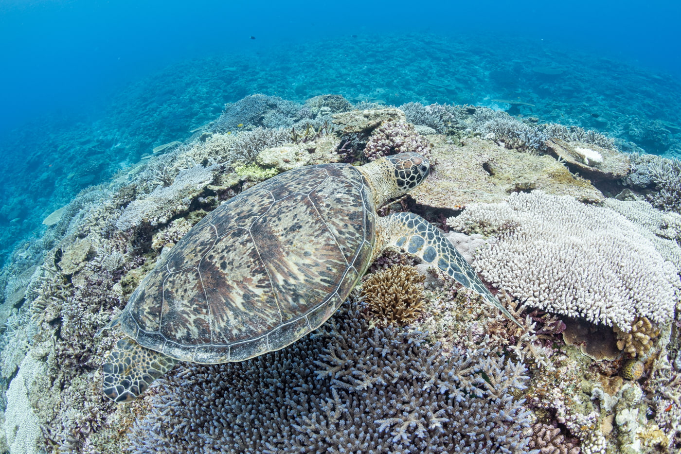 sea turtle
