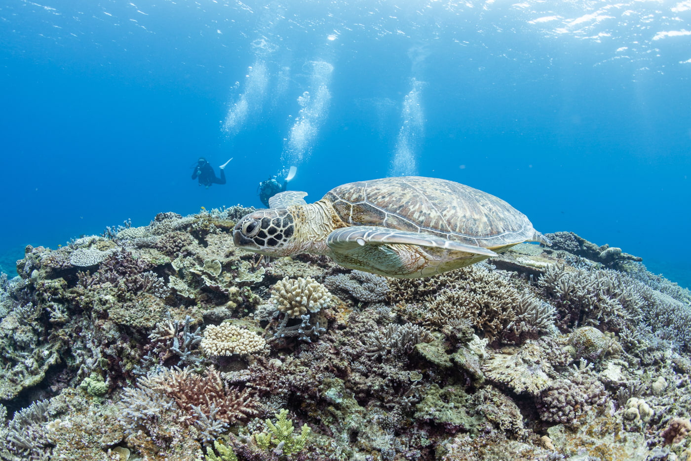 sea turtle