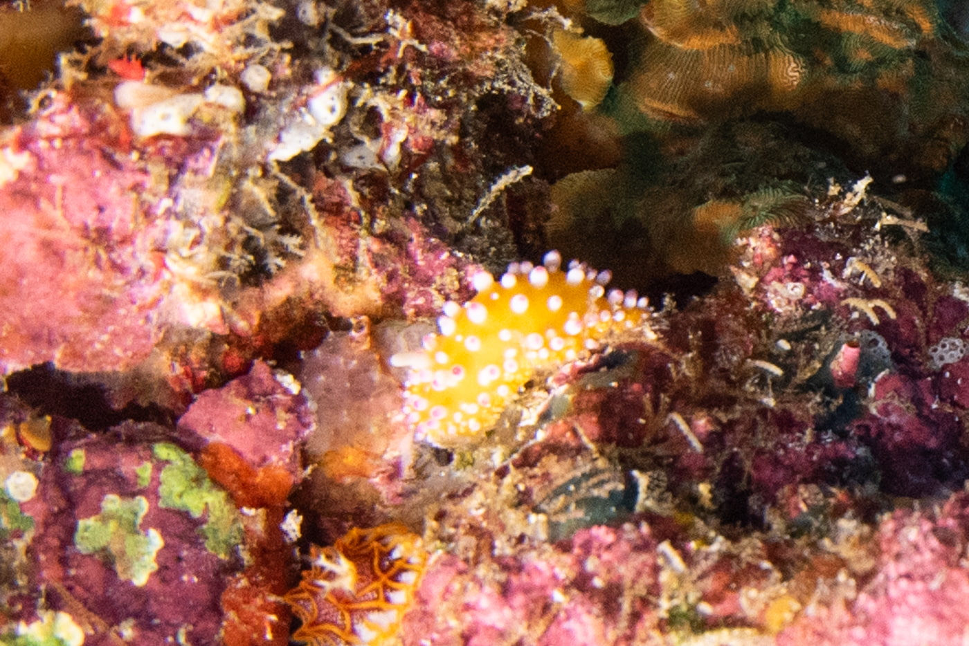 yellow sea slug