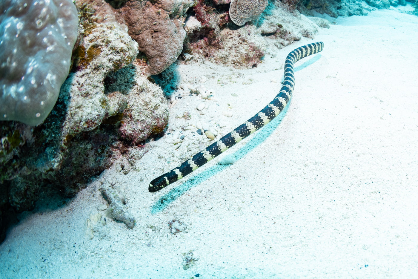 sea snake