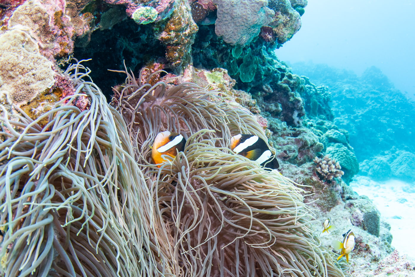 clownfish