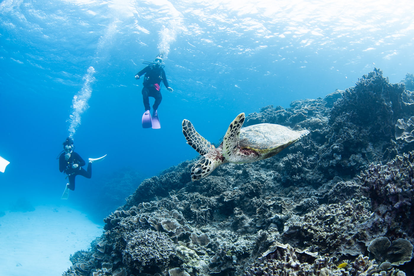 sea turtle and guests