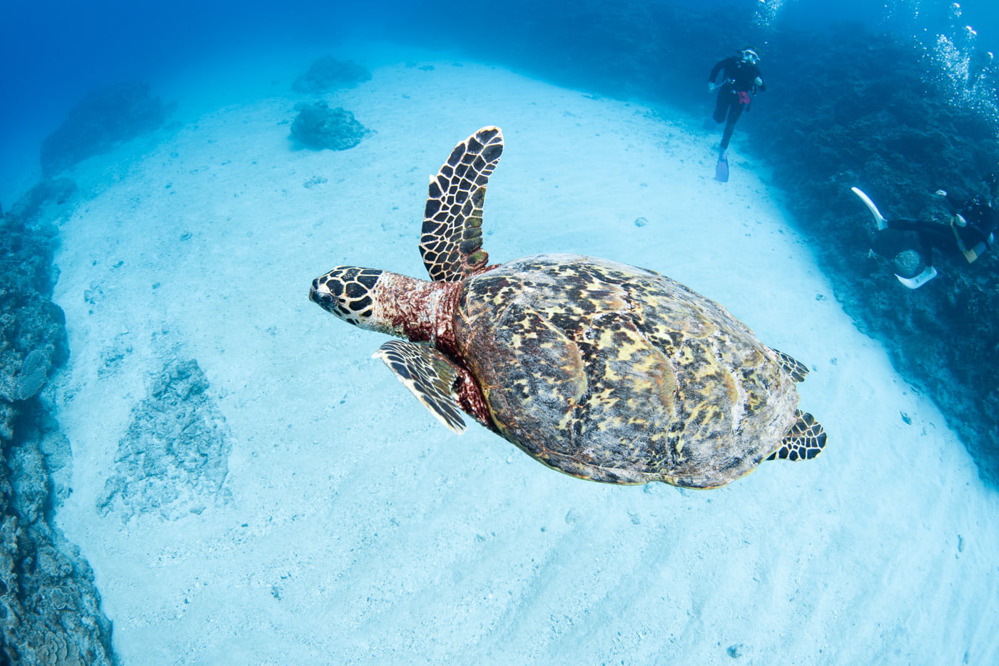 sea turtle