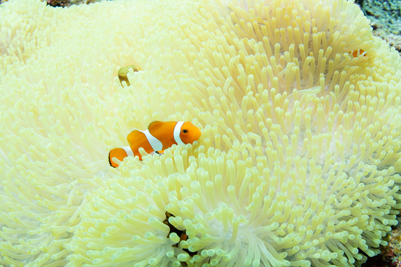 clownfish