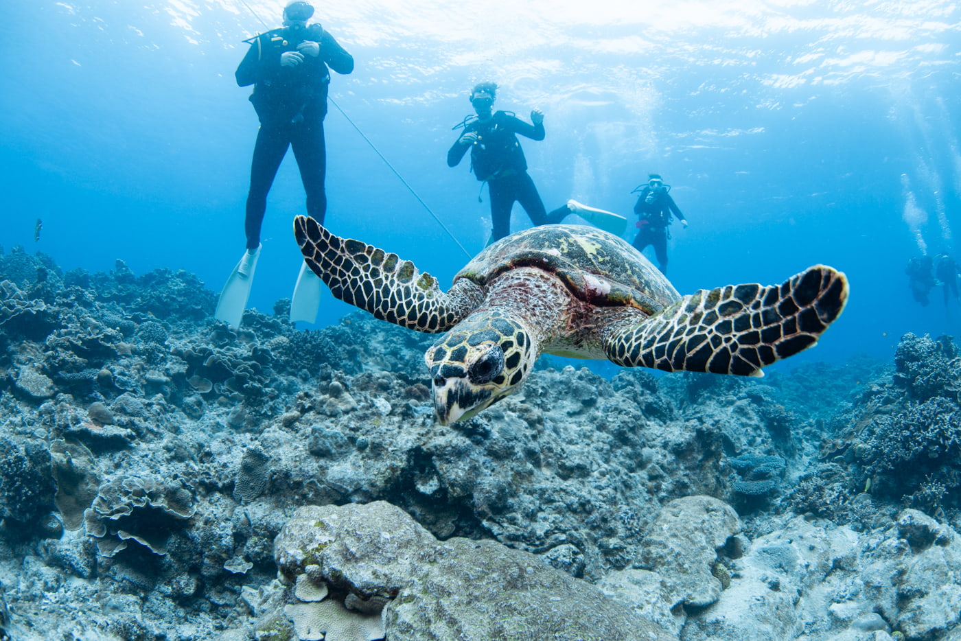 sea turtle