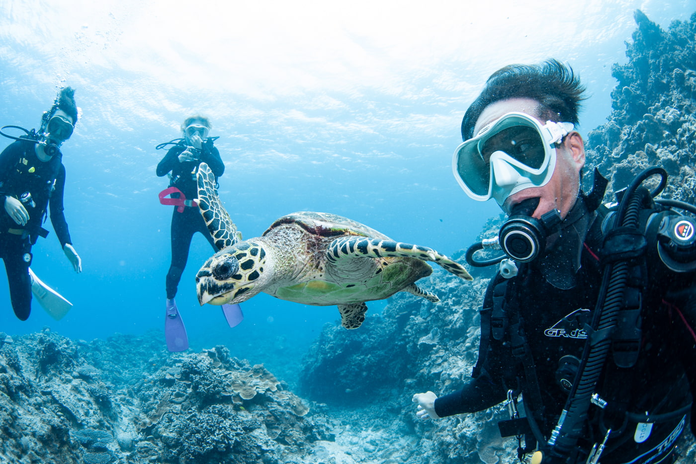 sea turtle and me