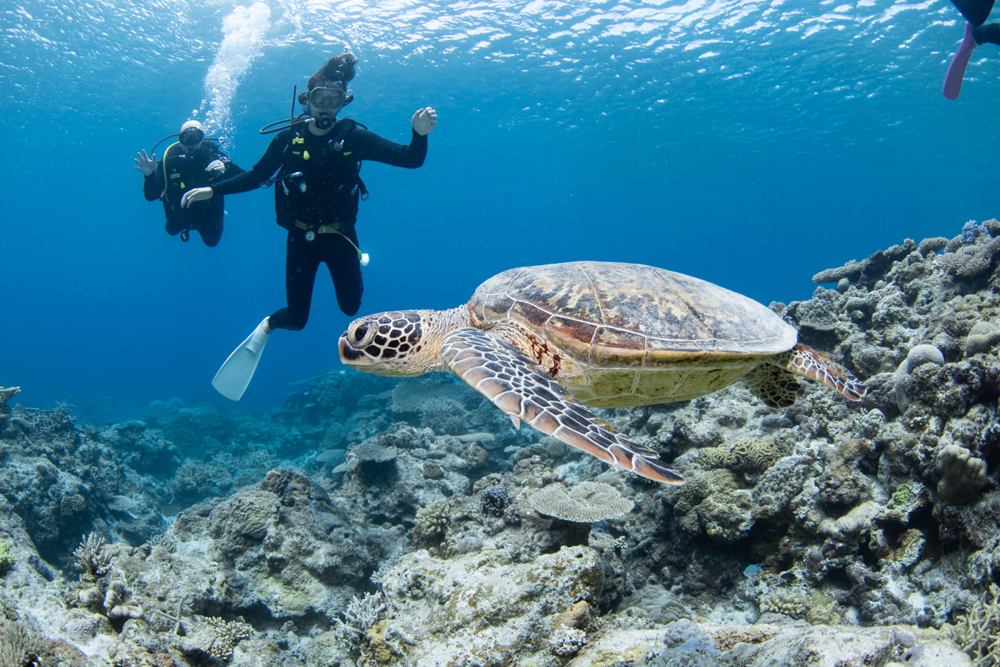 sea turtle and guests