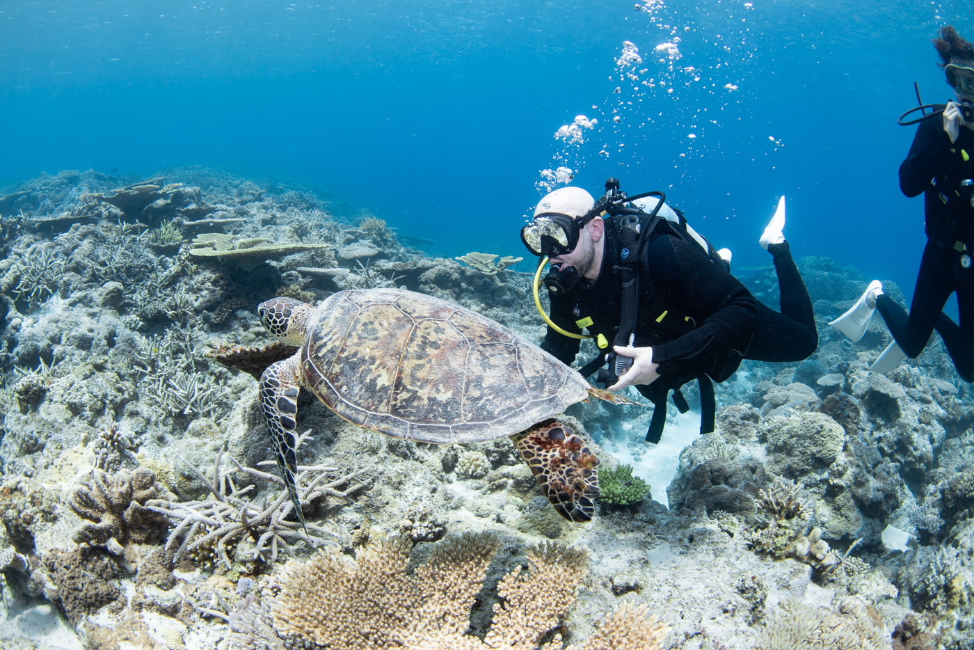 sea turtle and guests