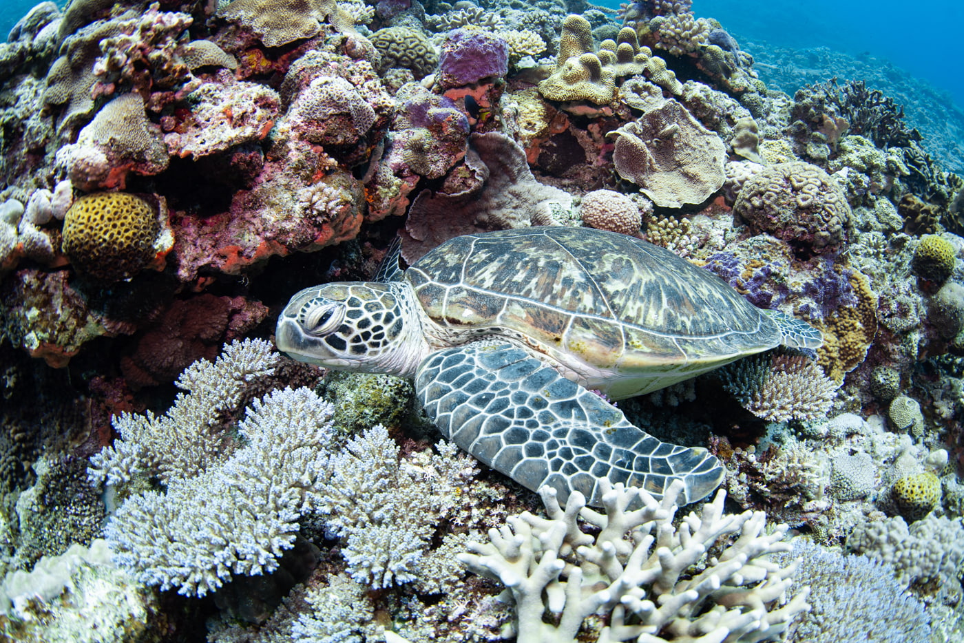 sea turtle