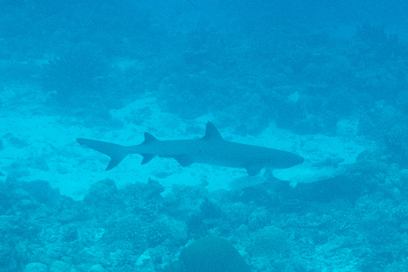 whitetip reef shark