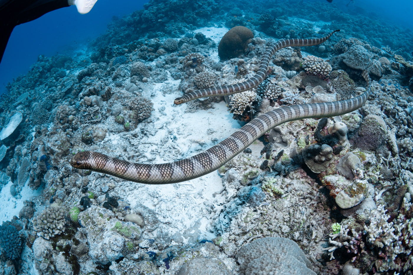 sea snakes