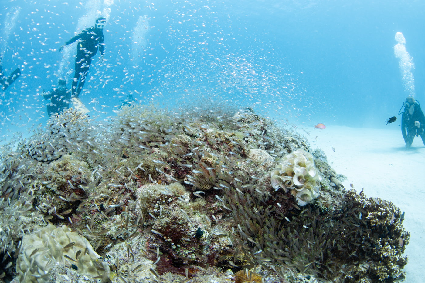 Coral Reef and a School of Fish