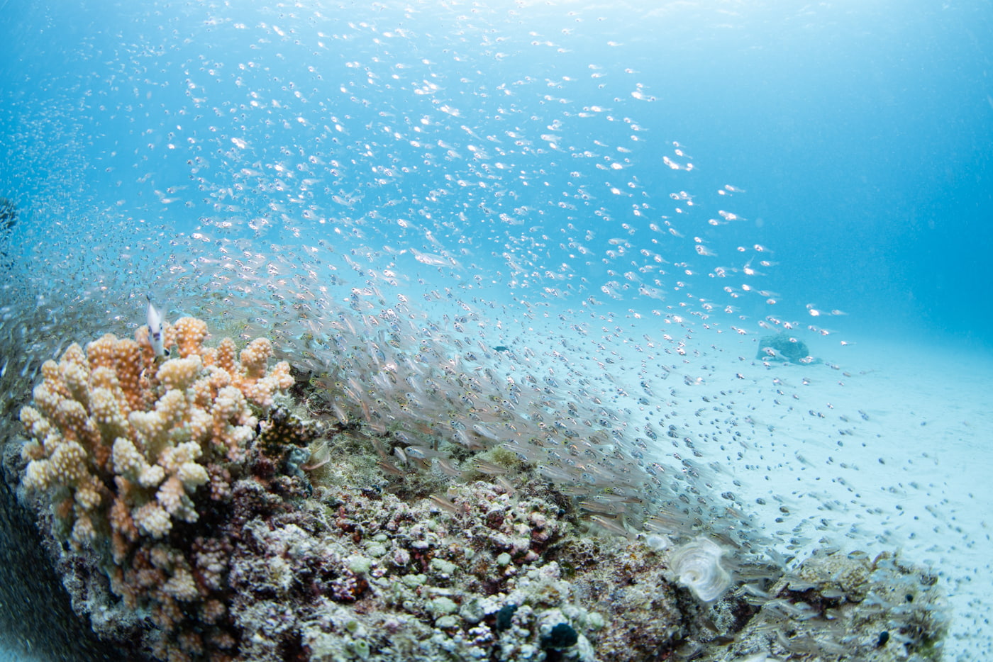 Coral Reef and a School of Fish