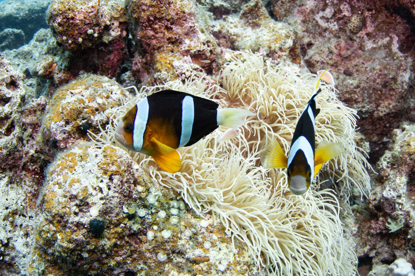 clownfish