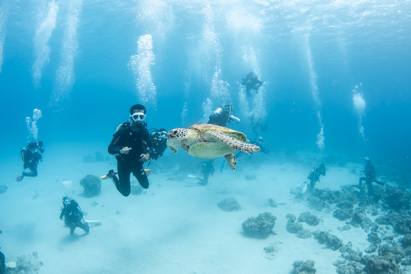 sea turtle and guests