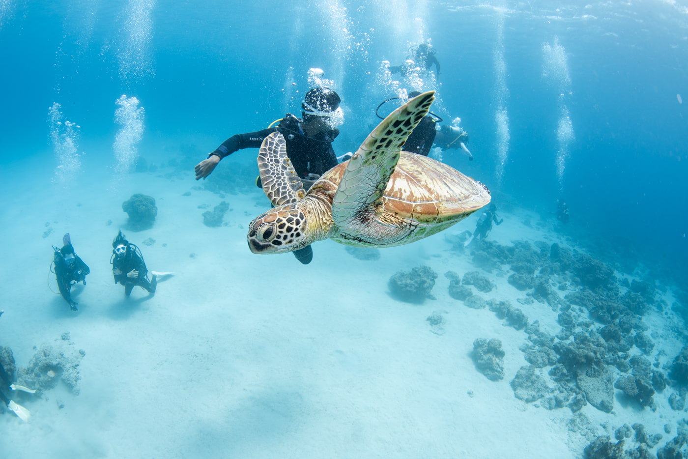 sea turtle and guests