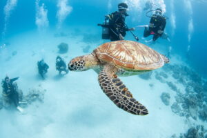 3 Species of Sea Turtles You Can See While Diving in the Kerama Islands