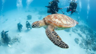 3 Species of Sea Turtles You Can See While Diving in the Kerama Islands