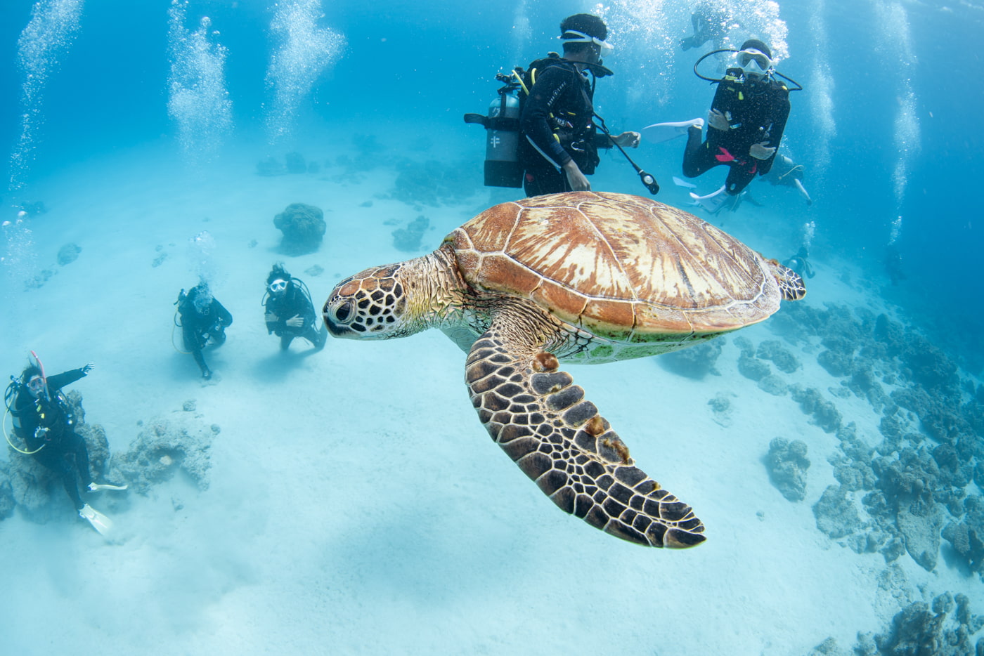 sea turtle and guests