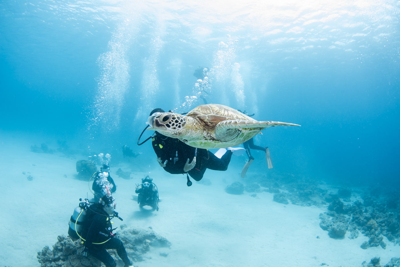 sea turtle and guests