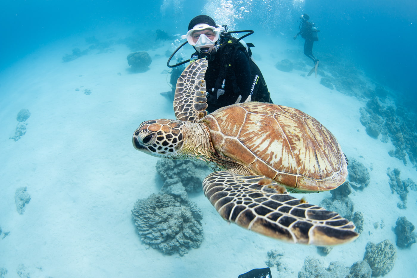 sea turtle and guests