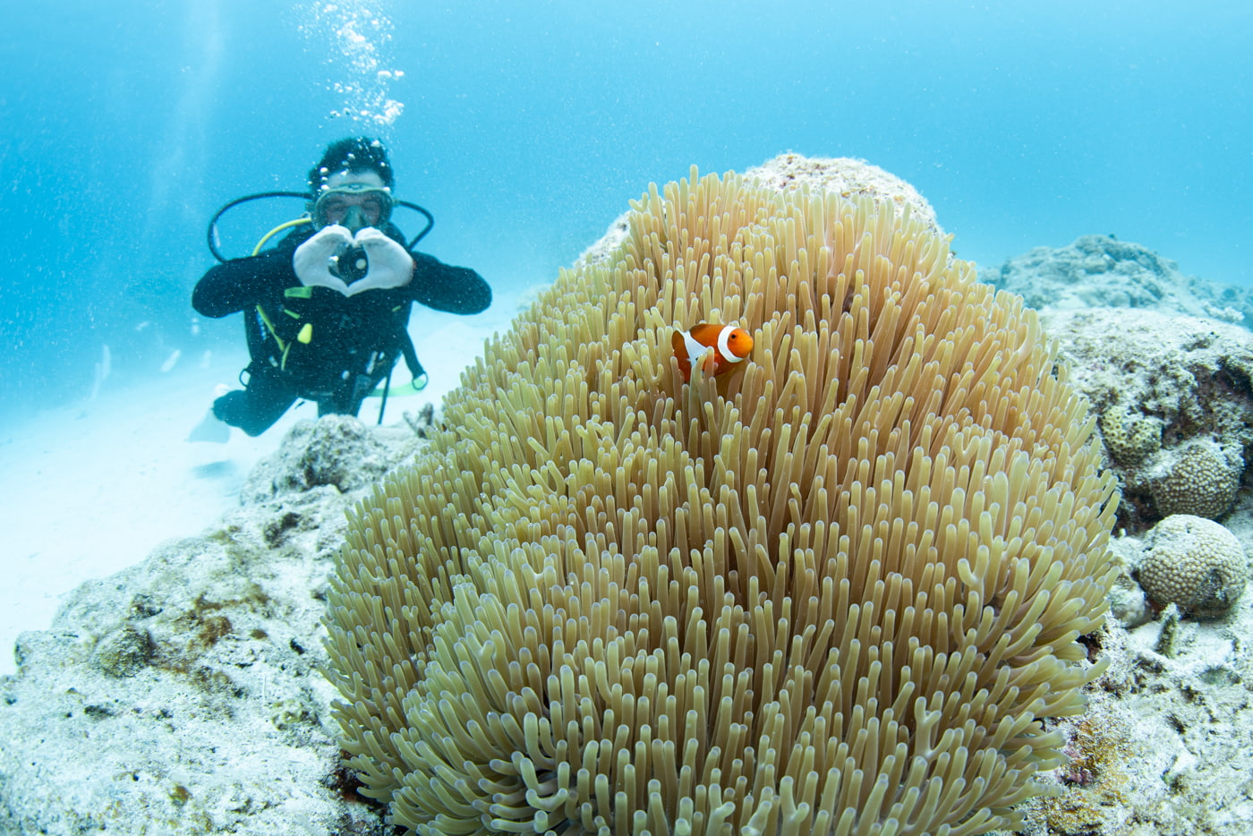 clownfish and guest