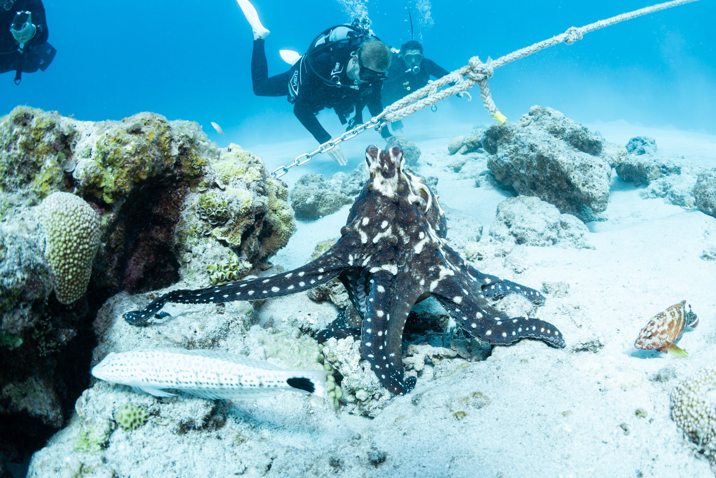 octopus