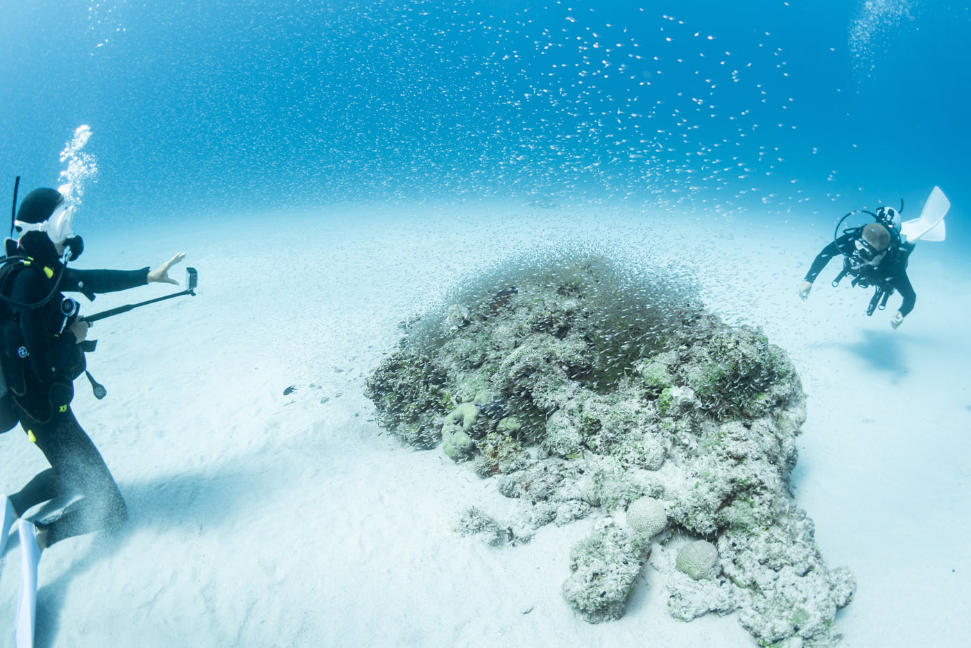 coral reef and divers