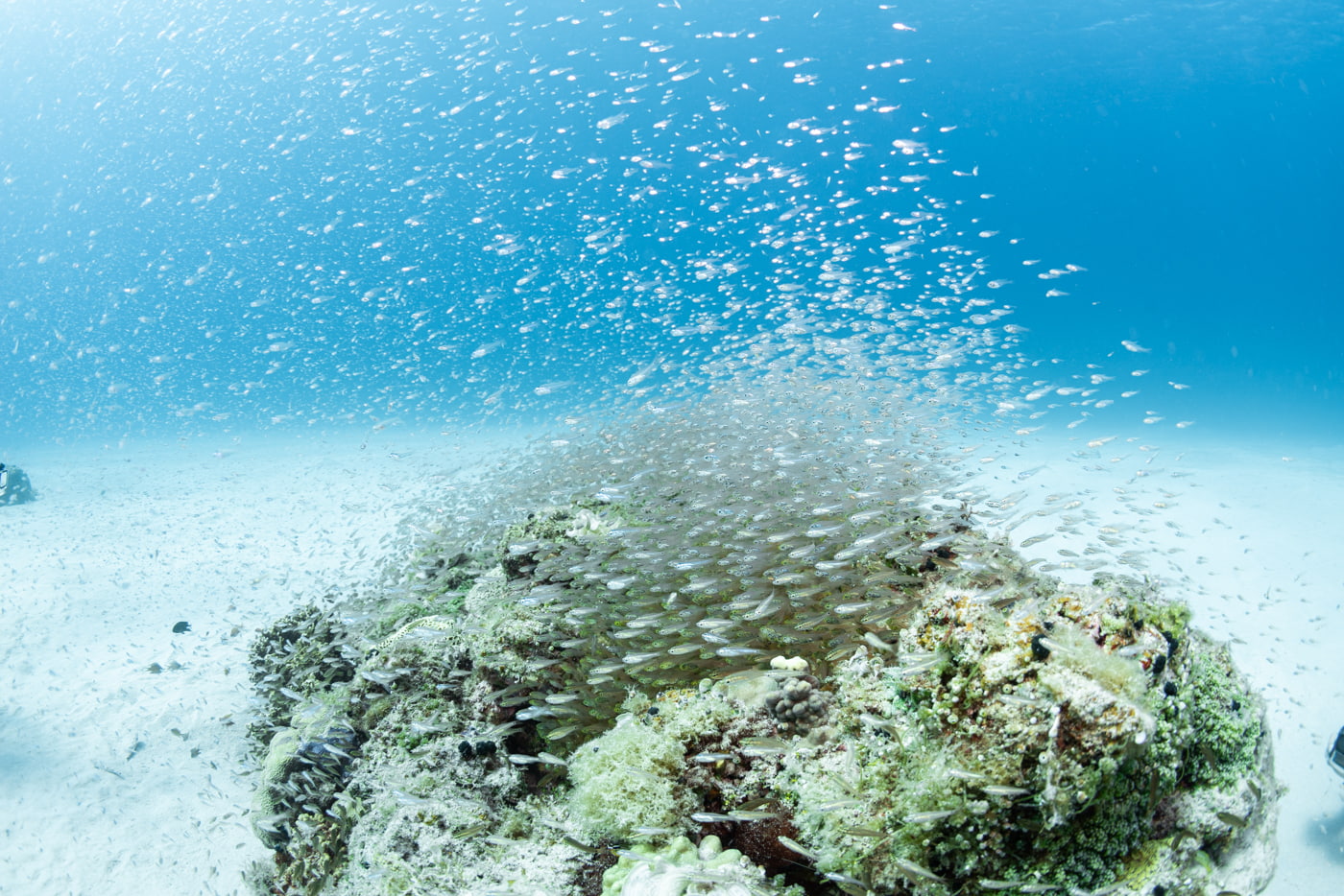 Coral Reef and a School of Fish