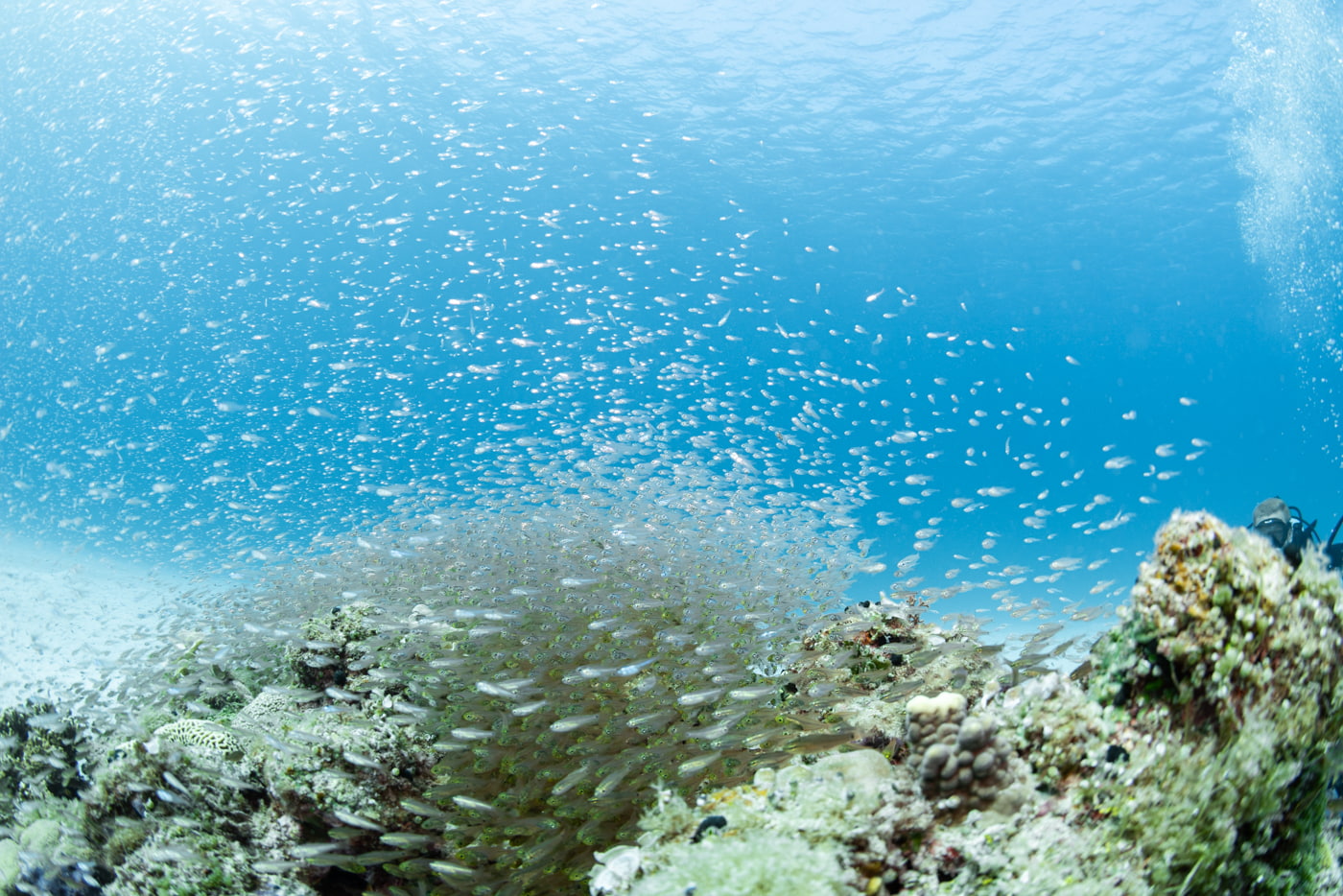 Coral Reef and a School of Fish