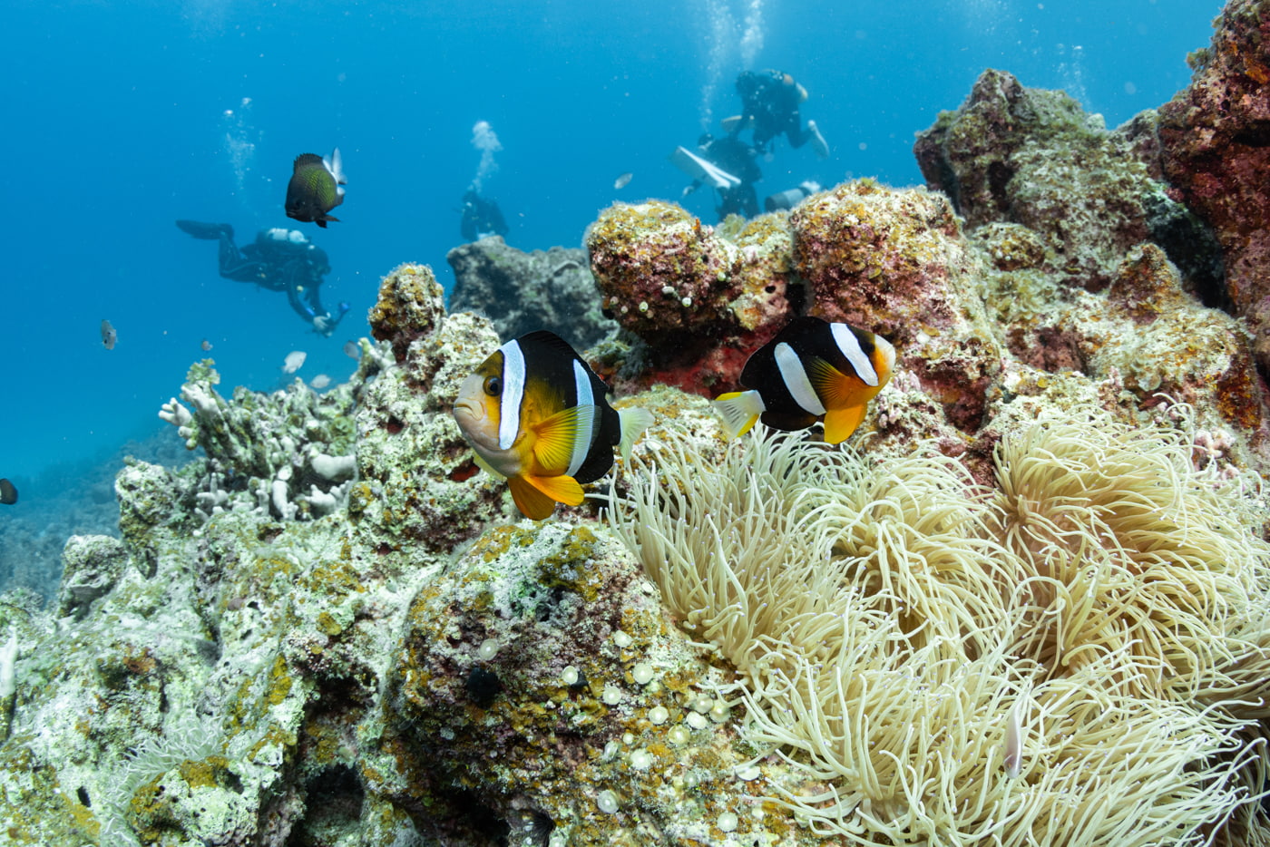 clown fish