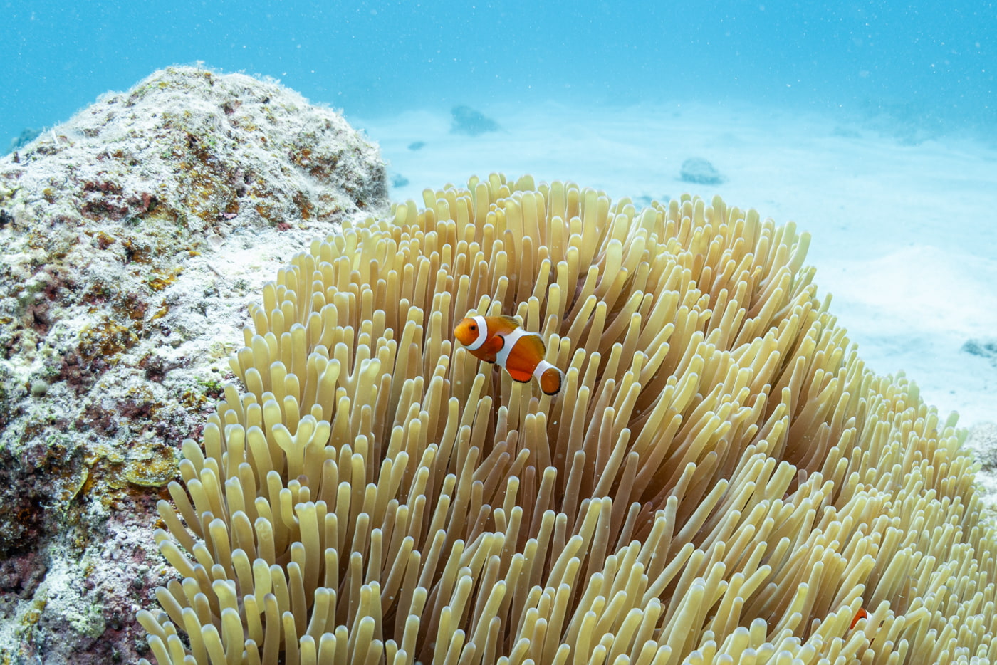 clown fish