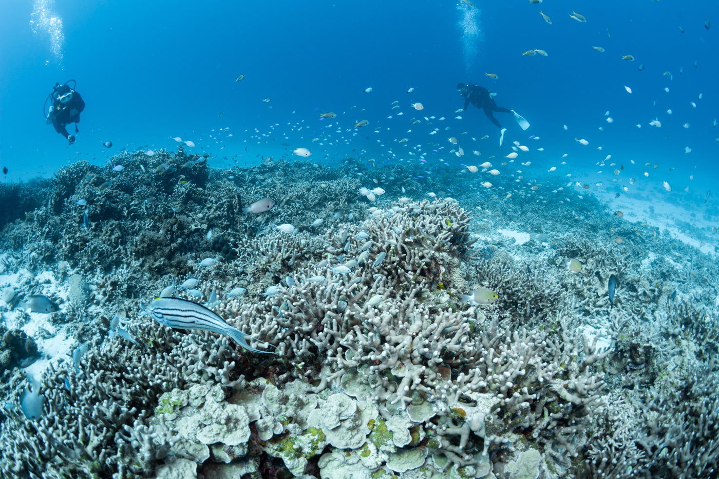 coral reefs