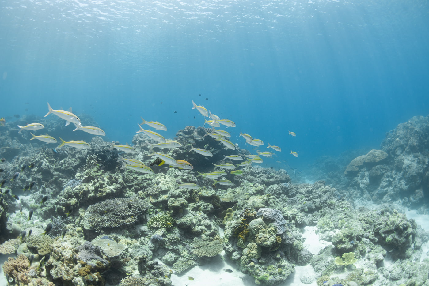 Underwater Scenery in the Kerama Islands