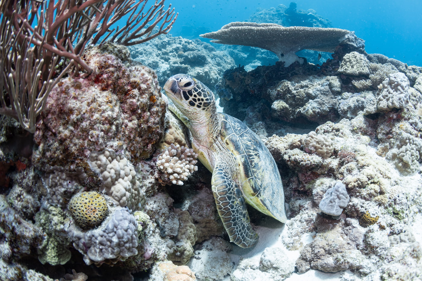 sea turtle