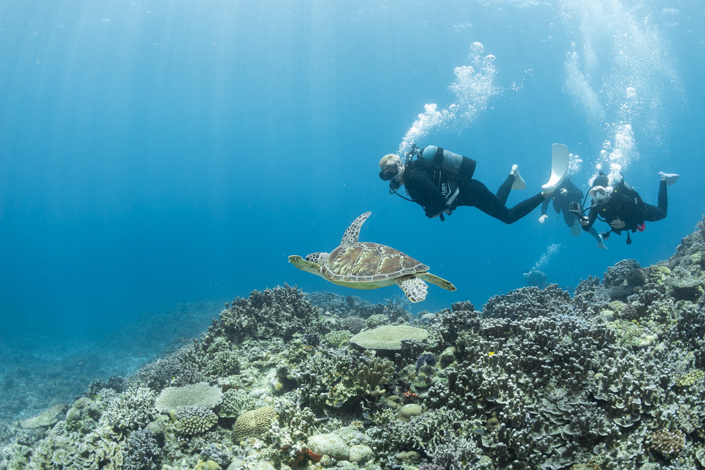 sea turtle and guests