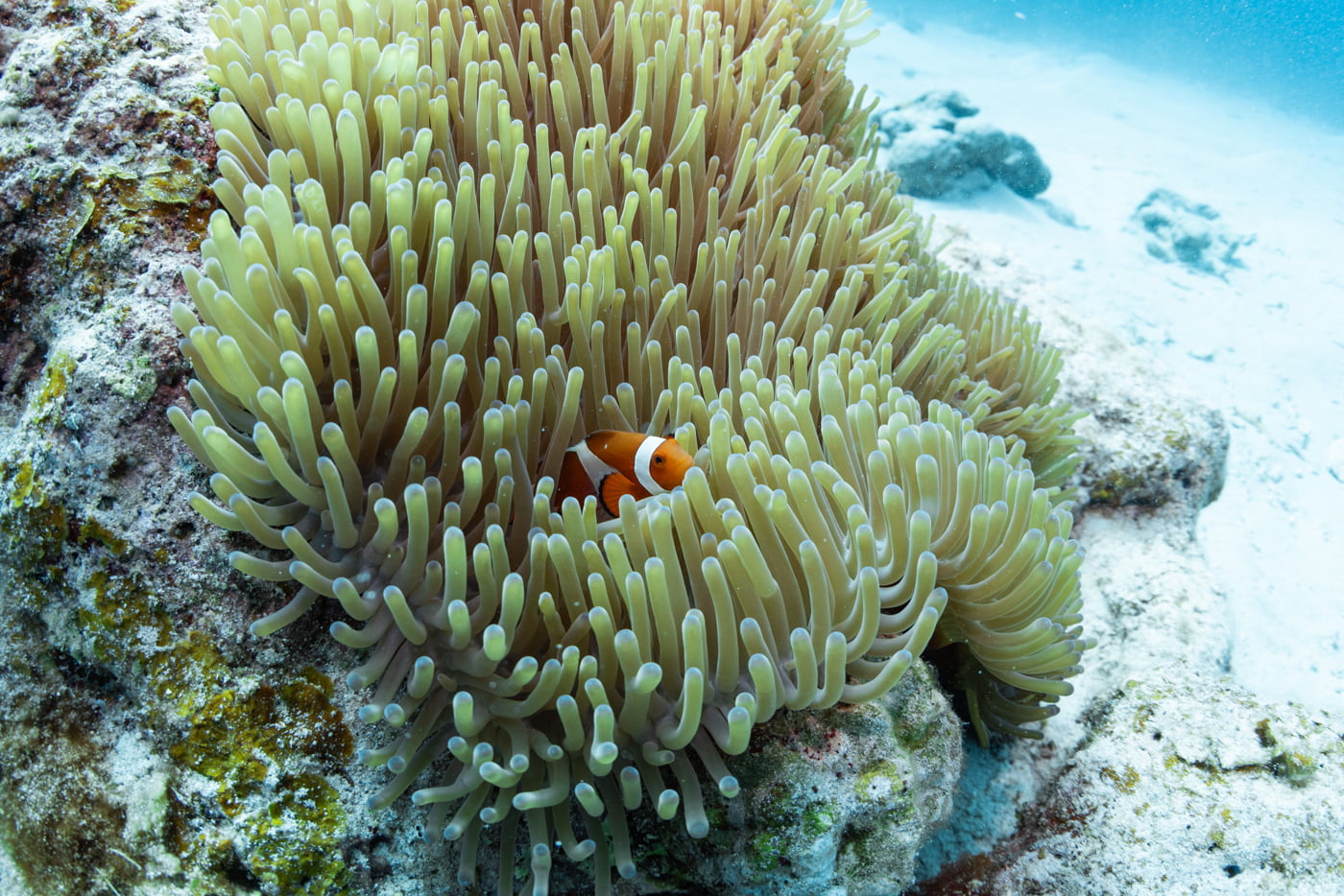 Clownfish