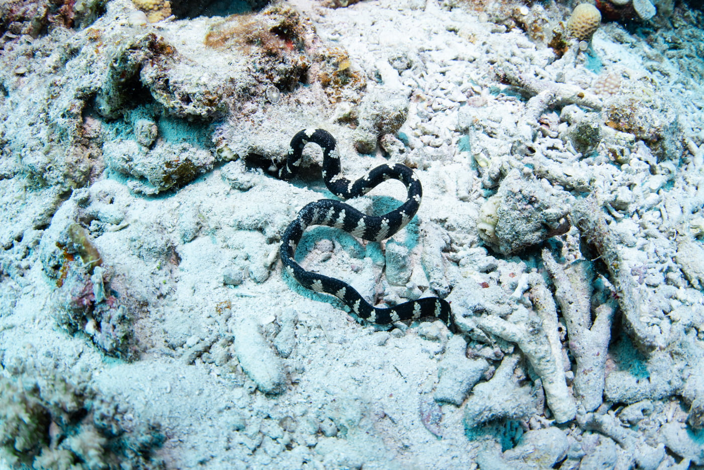 sea snake
