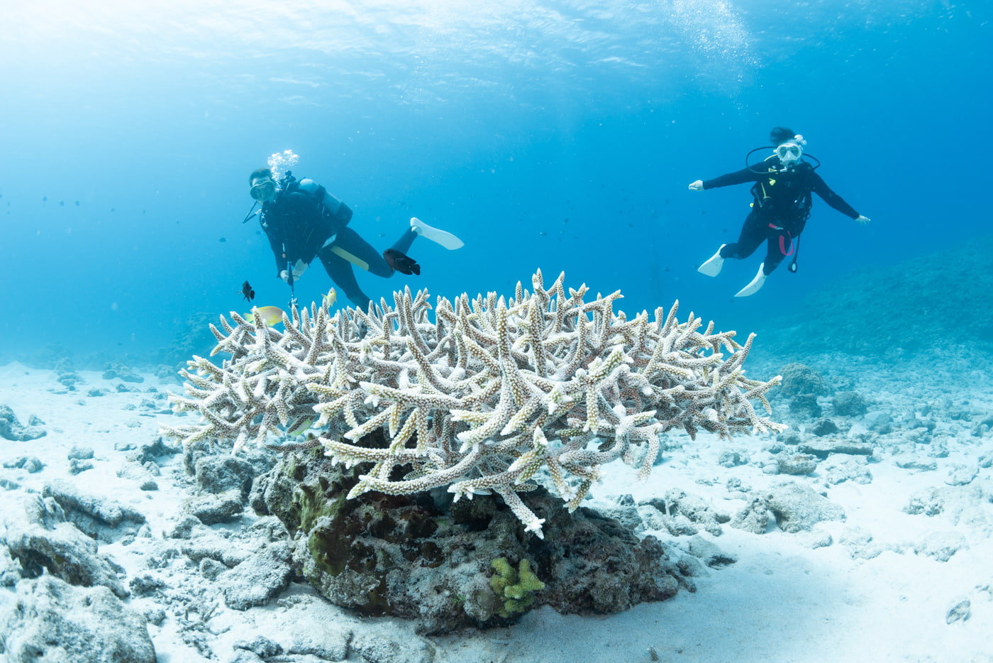 Guest During a Dive in the Kerama Islands
