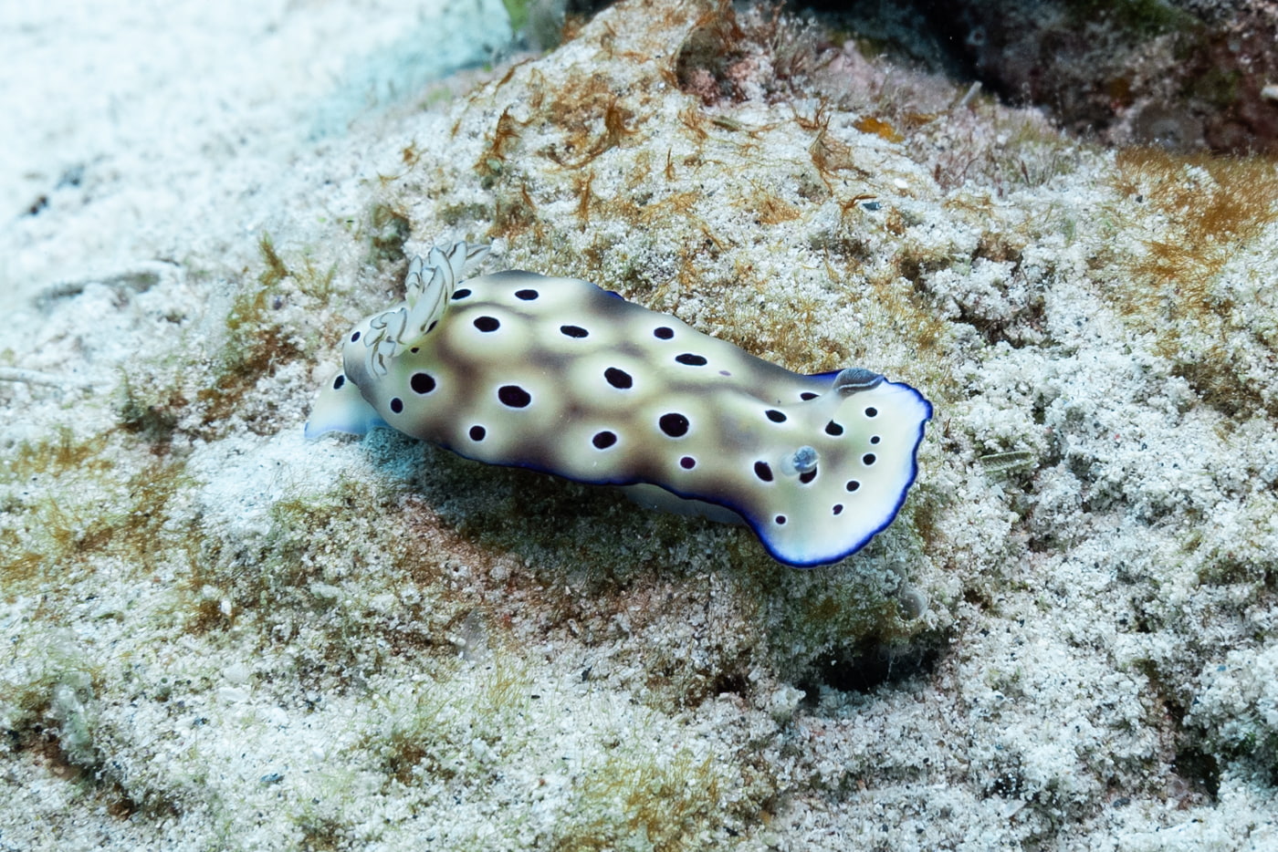 Nudibranchs