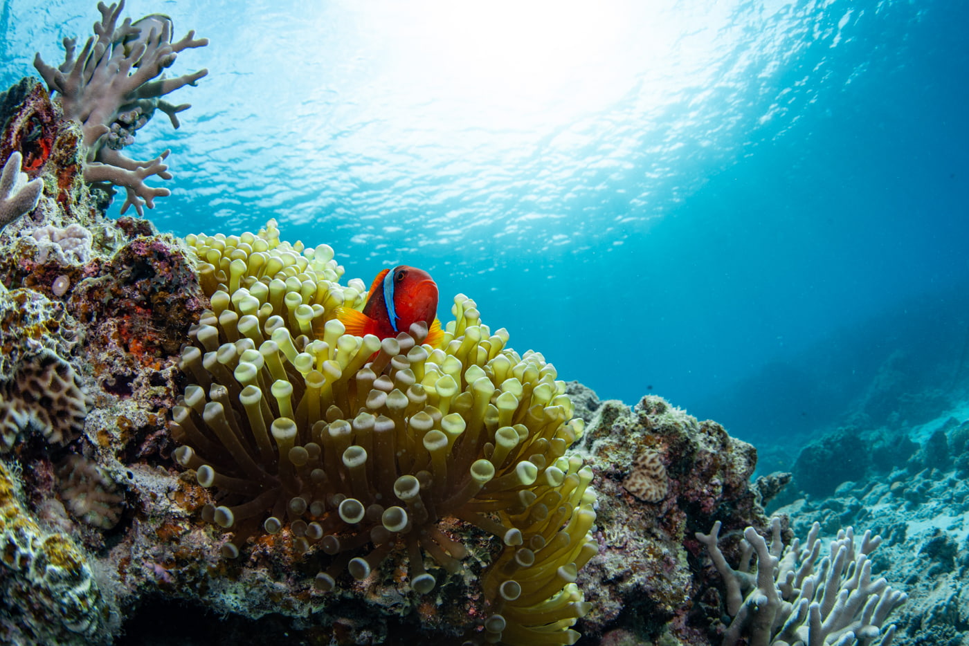 Clownfish