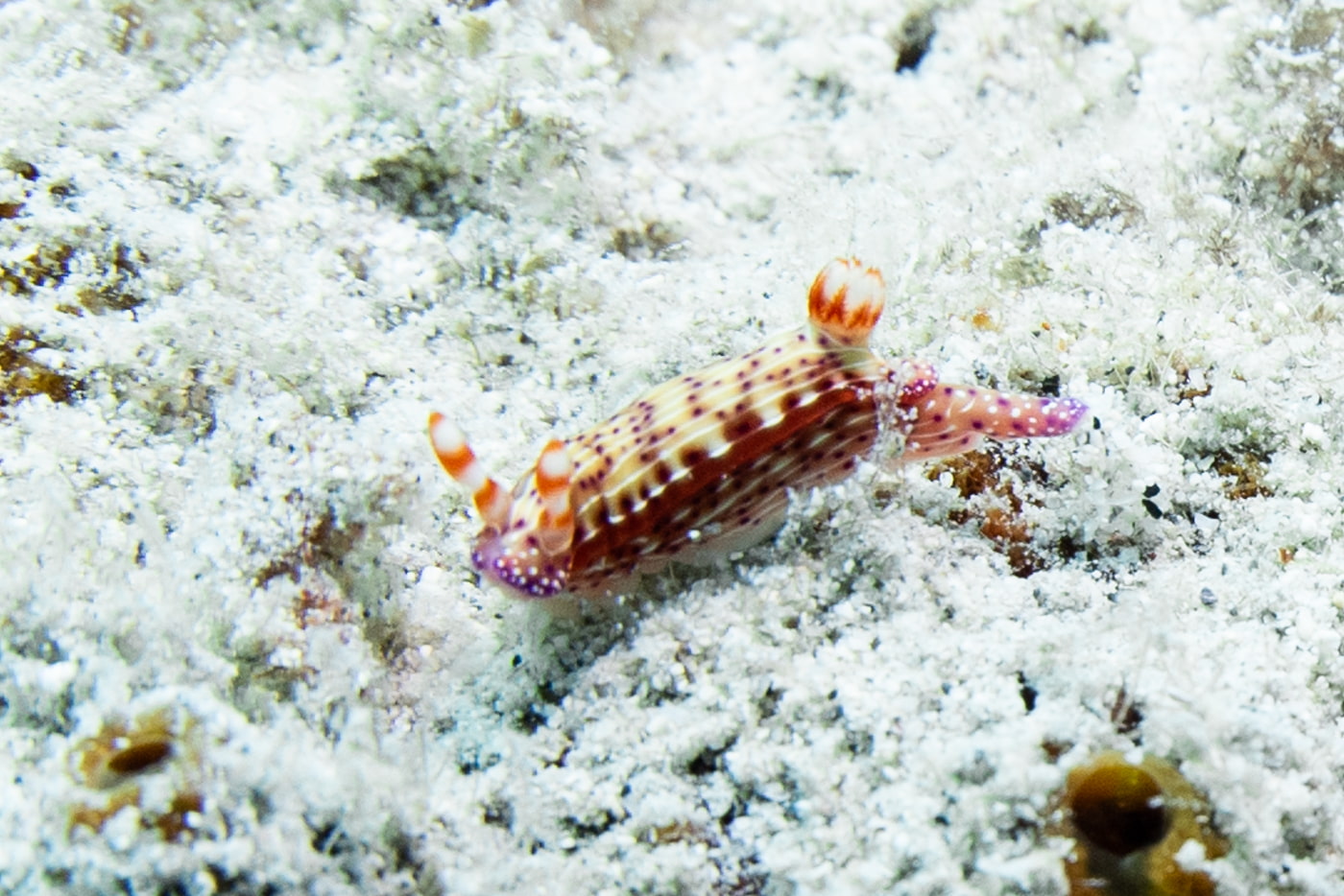Nudibranchs