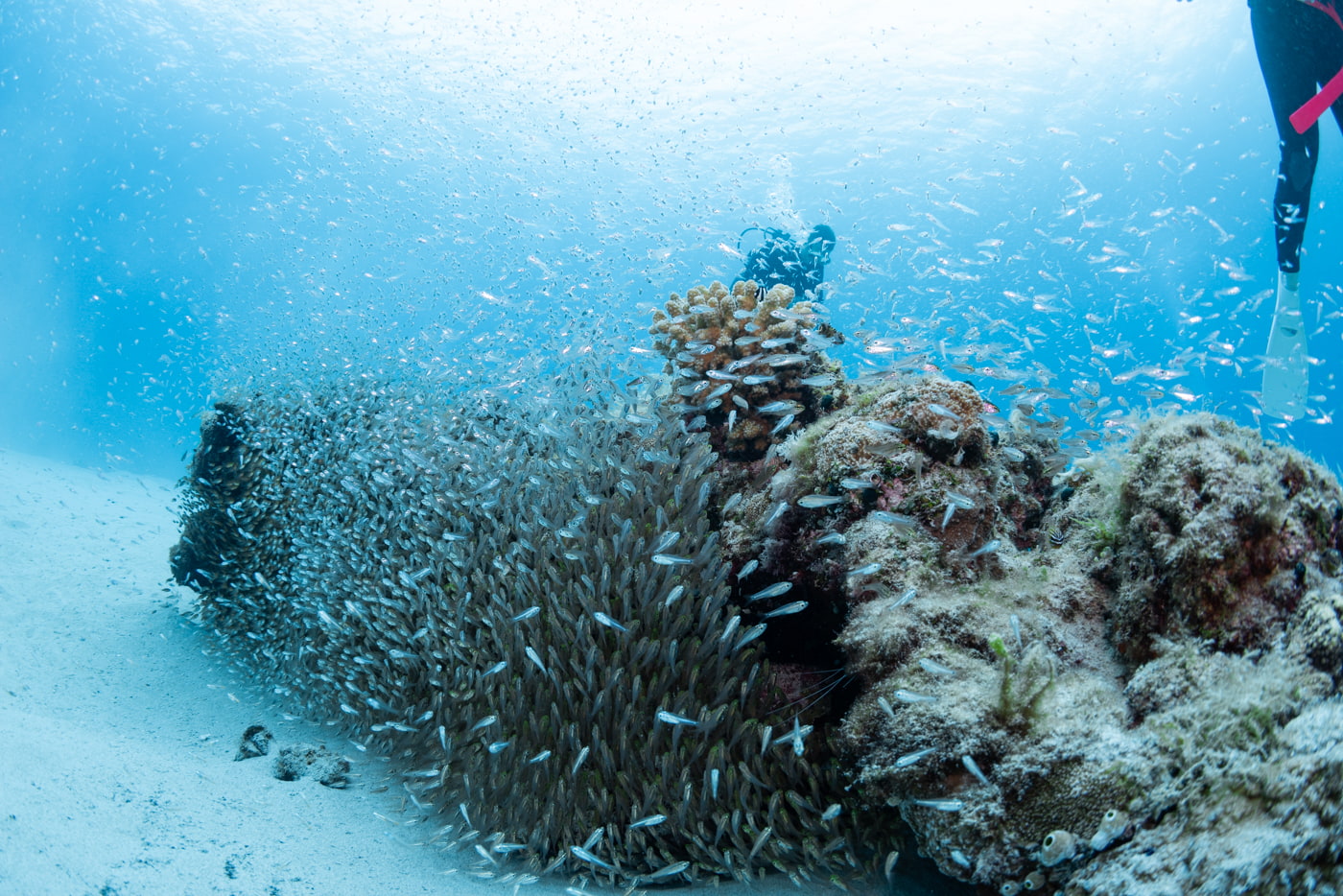 coral reef and school of fish