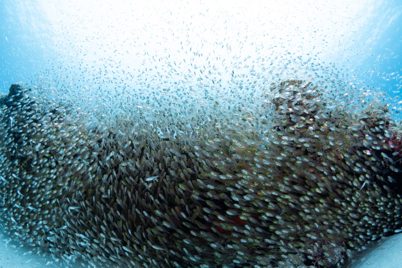 coral reef and school of fish