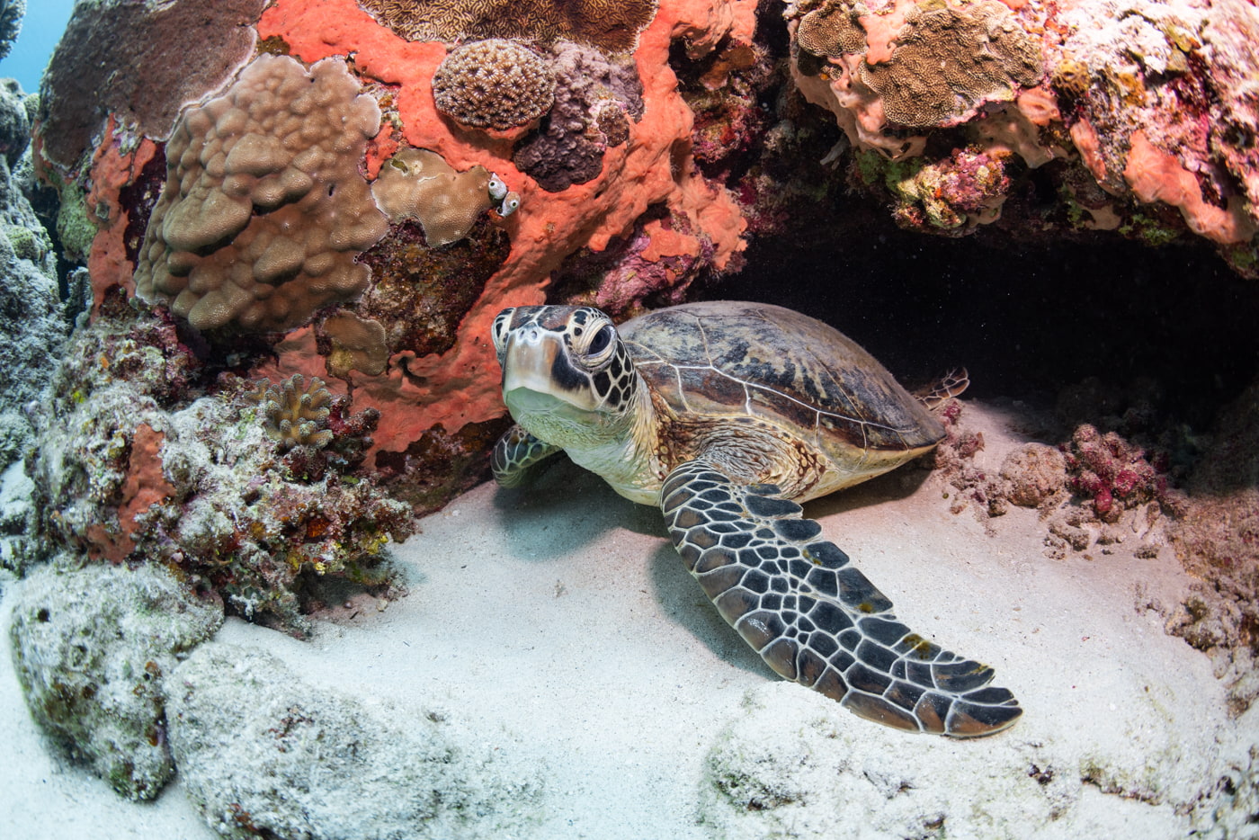 sea turtle