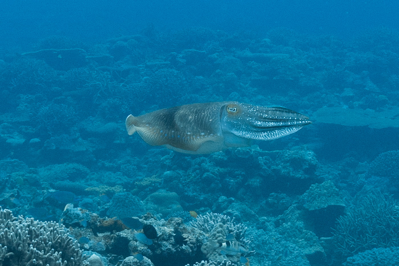 Broadclub Cuttlefish