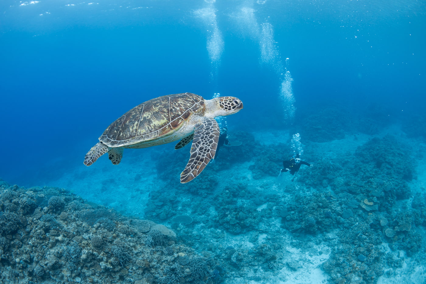 sea turtle