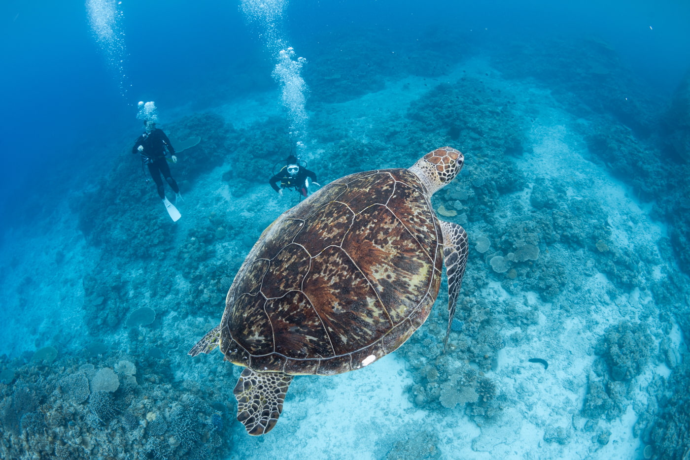sea turtle