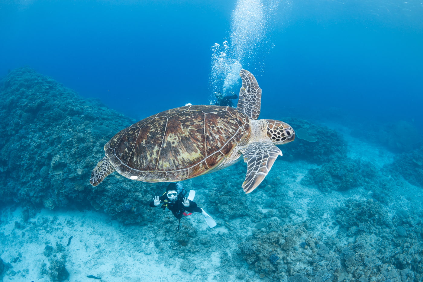 sea turtle
